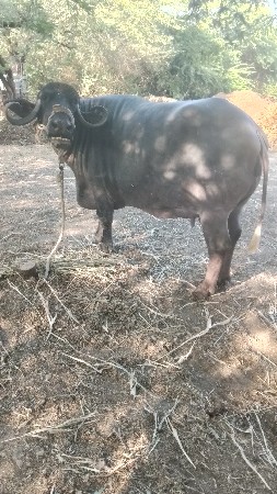 ભેંસ વેચવાની છે