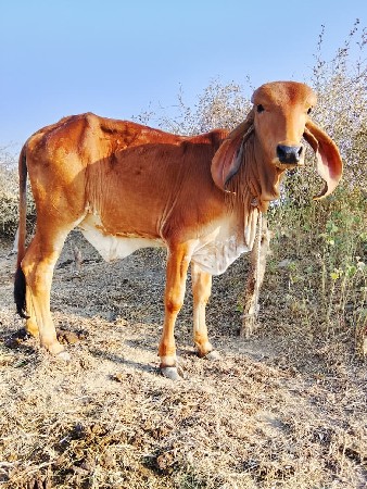 थंबनेल 2