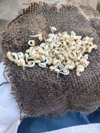 ચોળી વેચવાની છે