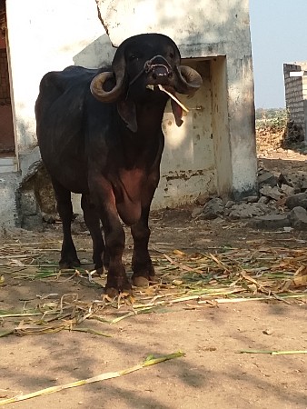 પાડો વેચવાનો છે