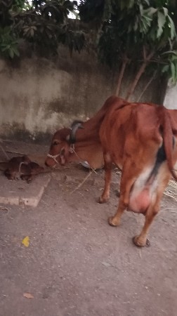 थंबनेल 2