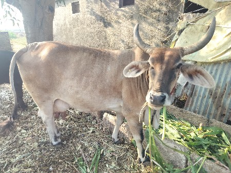 ગાય વેચવાની છે
