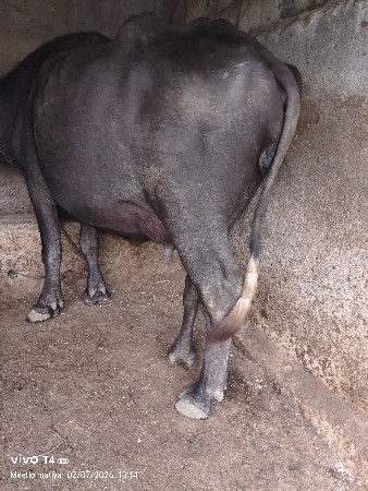 વેચવાની