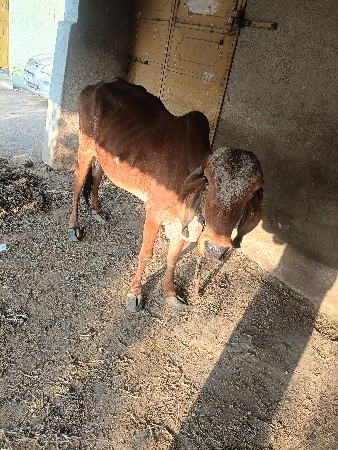 2 deshigau devani se