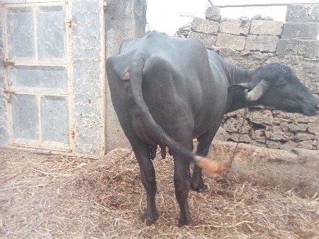 ભેંસ વેચવાની છે