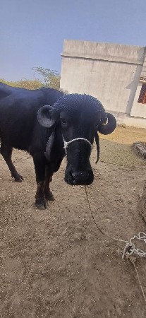 ખડેલી વેસવાની સે 
તણ 3 વરસ ની સે