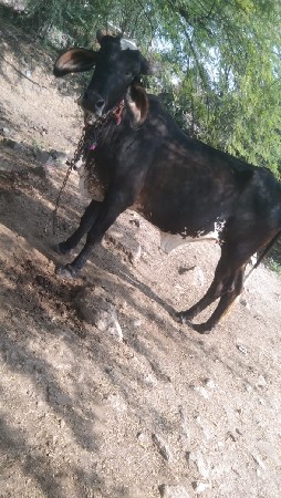 ગાય વેચવાની છે