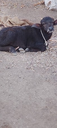 थंबनेल 3