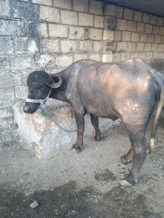 थंबनेल 2