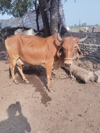 ગાય વેશવાની છે