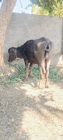 જાફરાબાદી ખડેલી વેચવાની છે