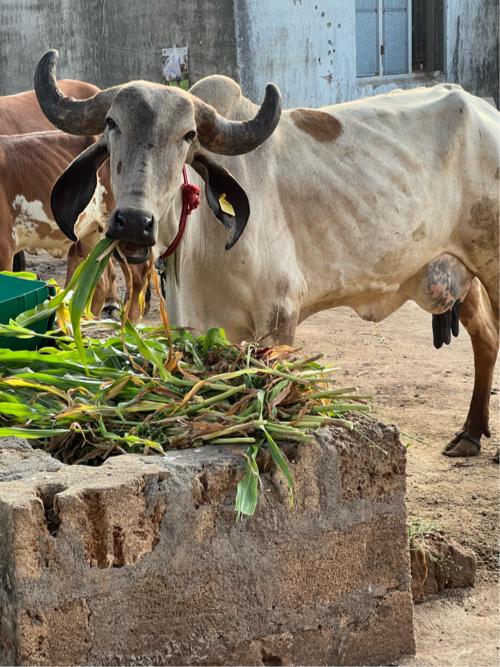 ગાય આપવાની છે