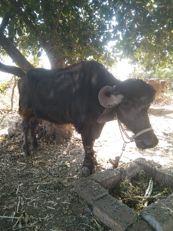 थंबनेल 2