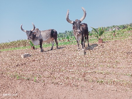 थंबनेल 3