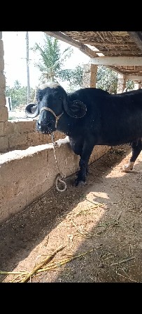 થંબનેલ 2