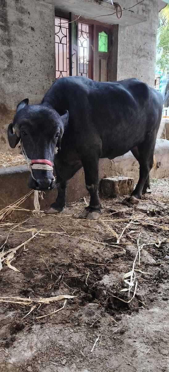 थंबनेल 2