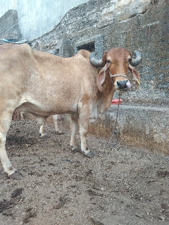 ગાય વેચવાની છે