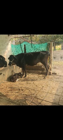 थंबनेल 3