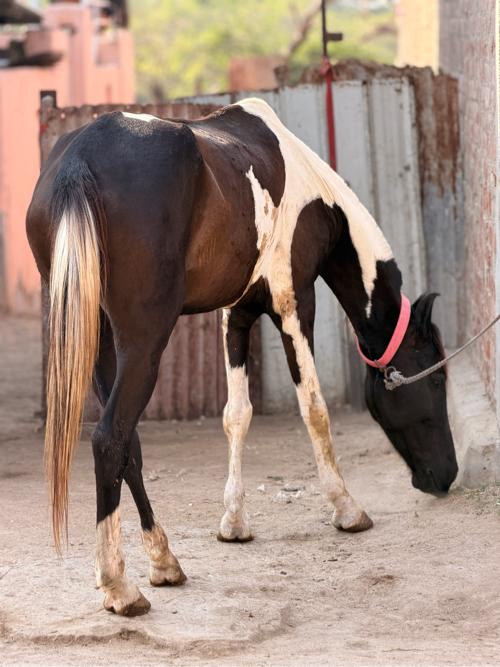 थंबनेल 3