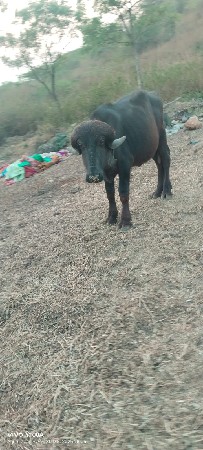 પાડો વેશવાનો છે બેવરસનો છે