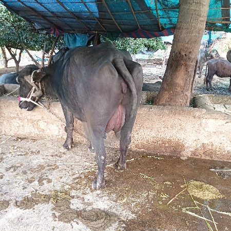 थंबनेल 2