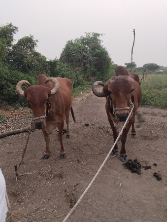 બળદ વેચવાના છે