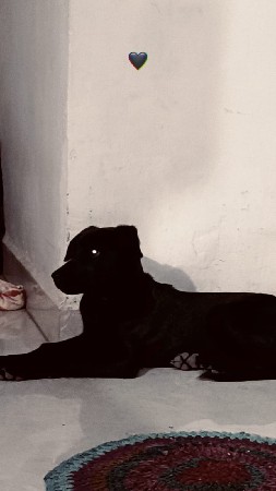 aa dog vechvanu chhe urgent