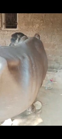 વેસવાનીછે