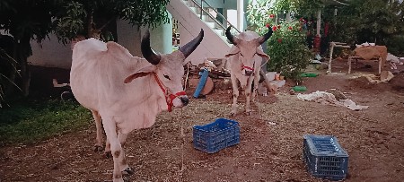 थंबनेल 2