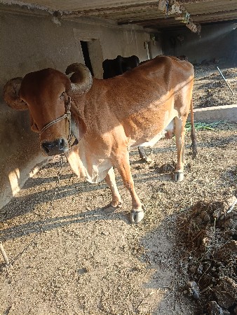 थंबनेल 3