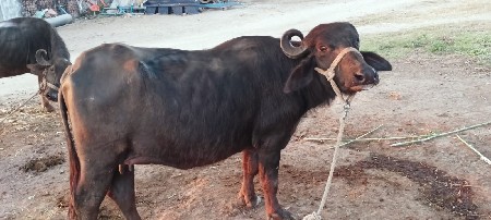 થંબનેલ 2