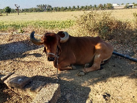 બળદ વેચવાનો છે