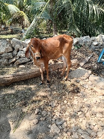 થંબનેલ 2