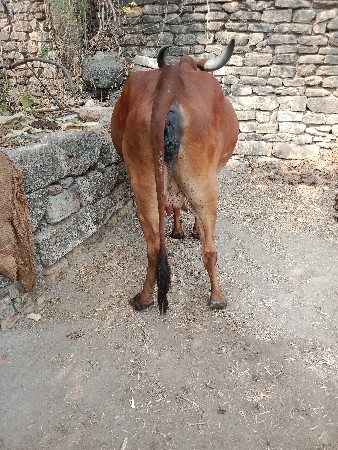 ગાય વેચવાની છે