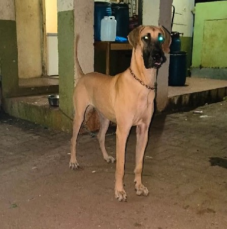 ગ્રેટ ડેન કૂતરો વેચવાનો છે