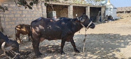 थंबनेल 3