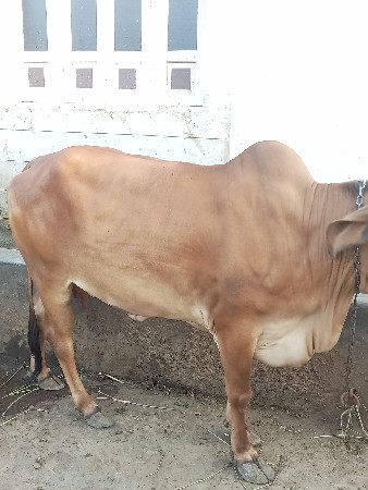 थंबनेल 3