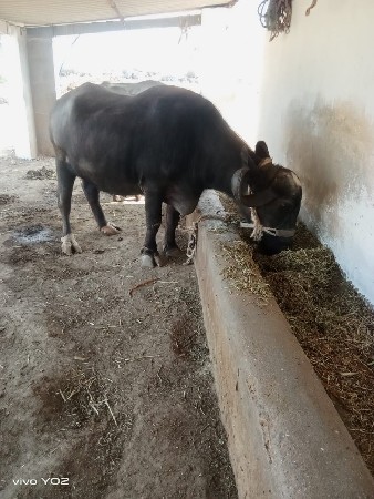 थंबनेल 2