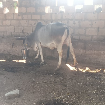 ગાય વેસવી