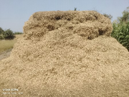 g 20 નો માંડવી નો પાલો