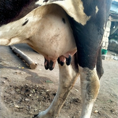 જર્સી ગાય વેચવાની છે