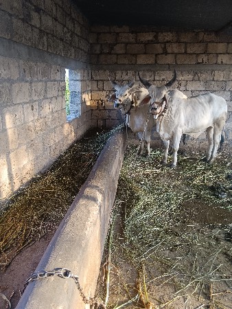 ઘોઢલા વેચવાના છે