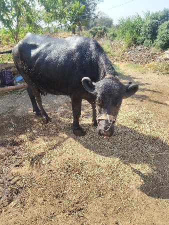 ભેસ.વૈચવાની.છે