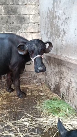 વેશવાની ત્રીજું વેતર