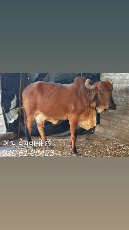 ગાય વેચવાની છે