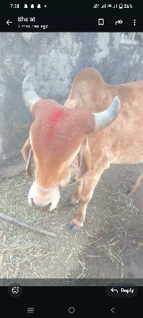 ગાય વેચવાની છે