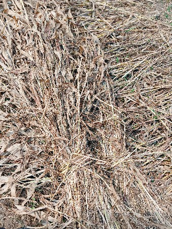 મહેશ ભાઈ