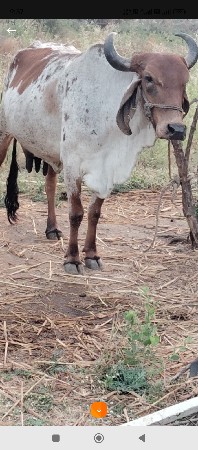 थंबनेल 2