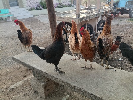 थंबनेल 2