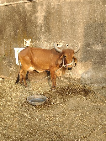 ગાય વેચવાની છે